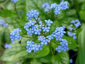 Brunera wielkolistna ‘Silver Wings’ (Brunnera macrophylla)